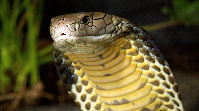 Most Poisonous Animals - King Cobra