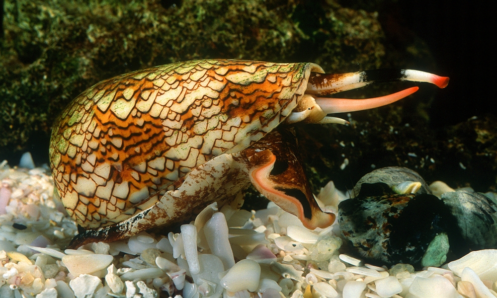Most Poisonous Animals - Marbled Cone Snail