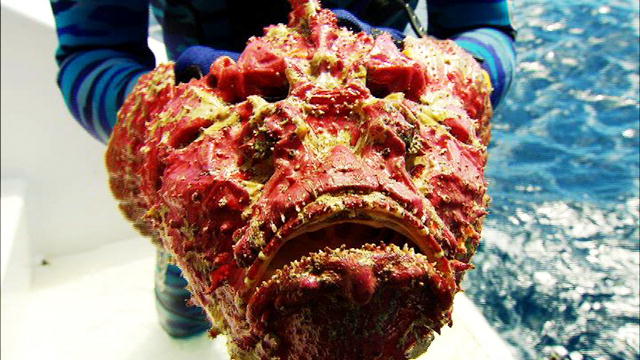 Most Poisonous Animals - Stonefish Being Held