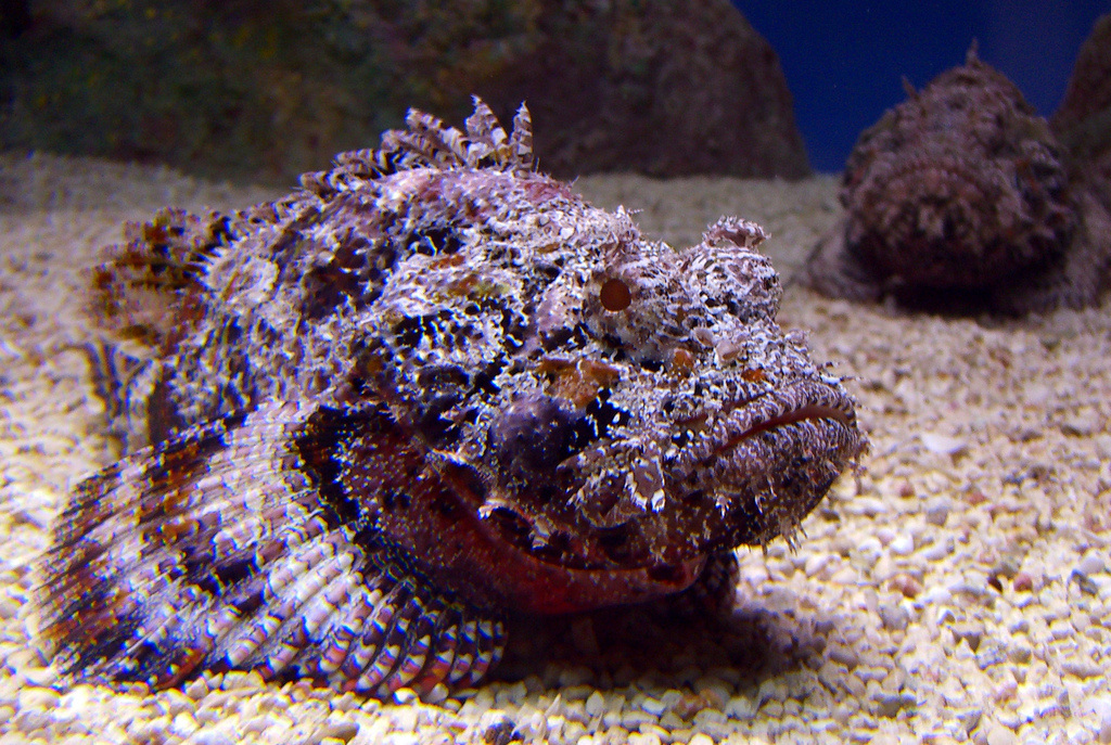 Most Poisonous Animals - Stonefish