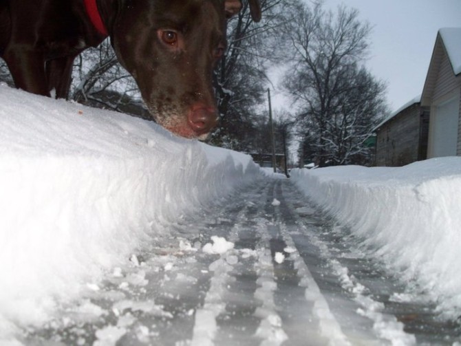 Perfectly Timed Pictures Dogs Huge 10