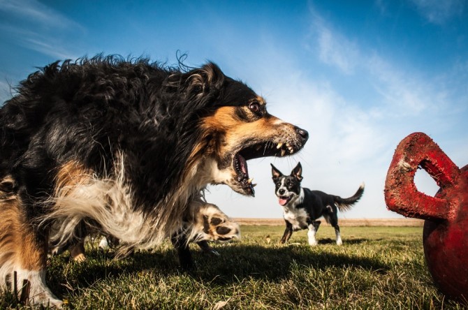 Perfectly Timed Pictures Dogs Huge 8