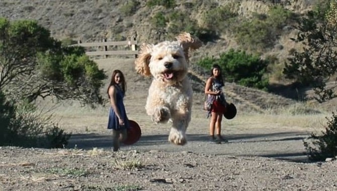 Perfectly Timed Pictures Dogs Huge Featured