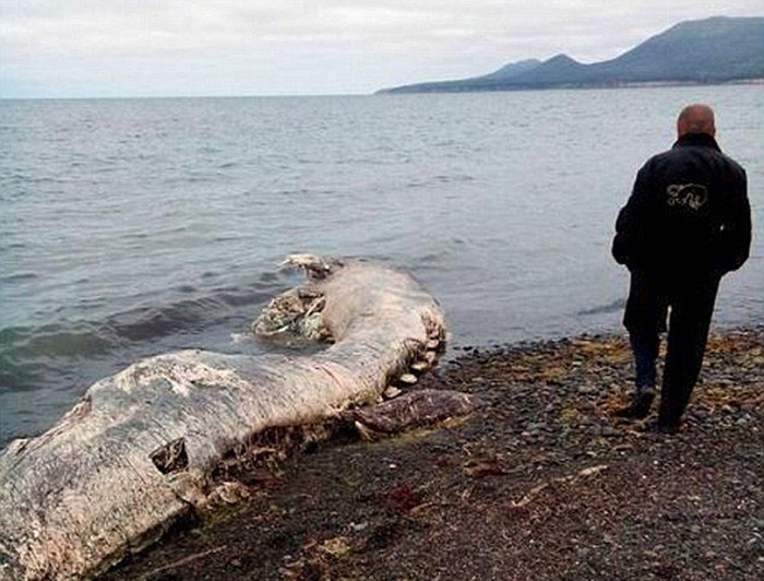 Russian Sea Monster 2015 Sakhalin 1