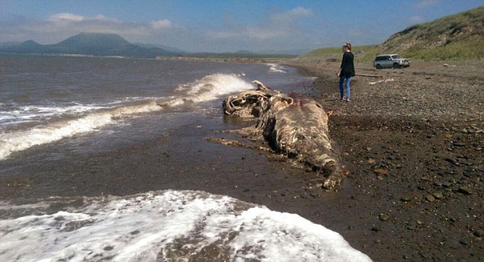 Russian Sea Monster 2015 Sakhalin - Length