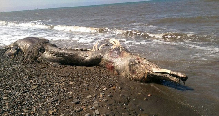 Russian Sea Monster 2015 Sakhalin - Mystery