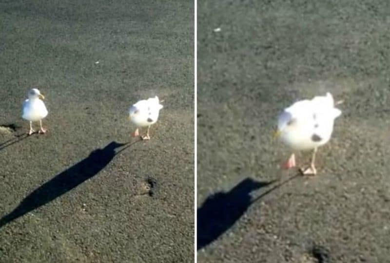 Man Trains Seagull To Dance For Chips (VIDEO)