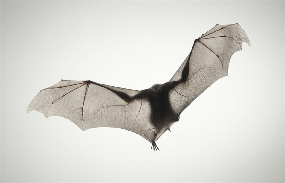 Tim Flach - Bat