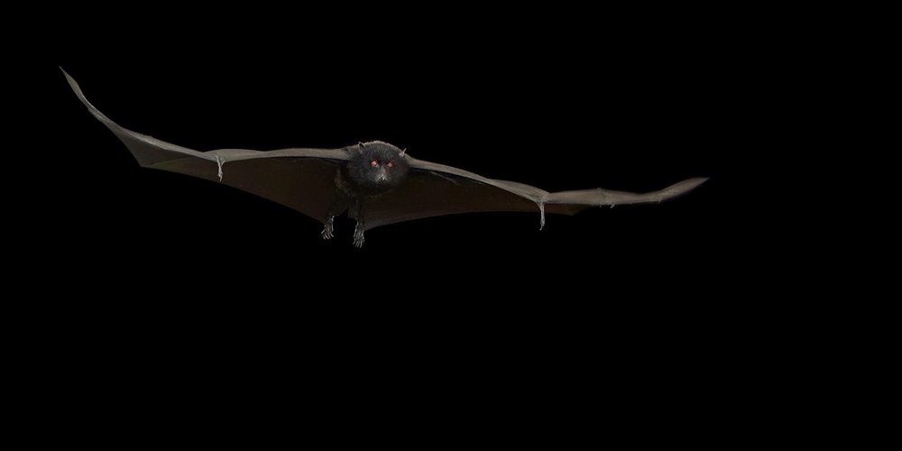 Tim Flach - Fruit Bat