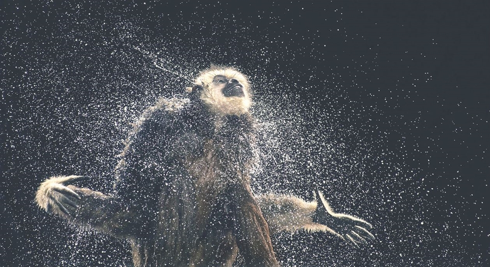 Tim Flach - Monkey Shake Off