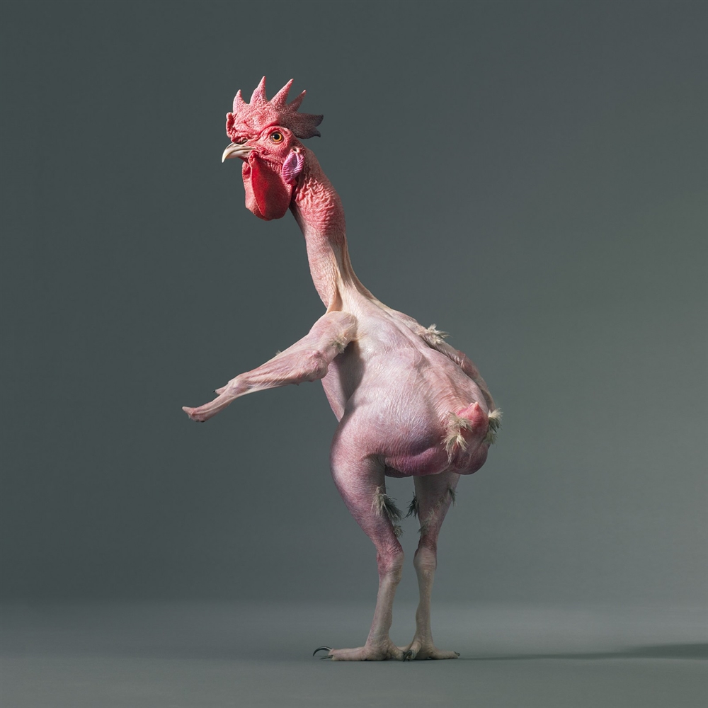 Tim Flach - Naked Chicken