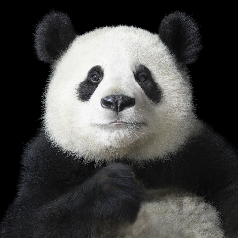 Tim Flach - Panda