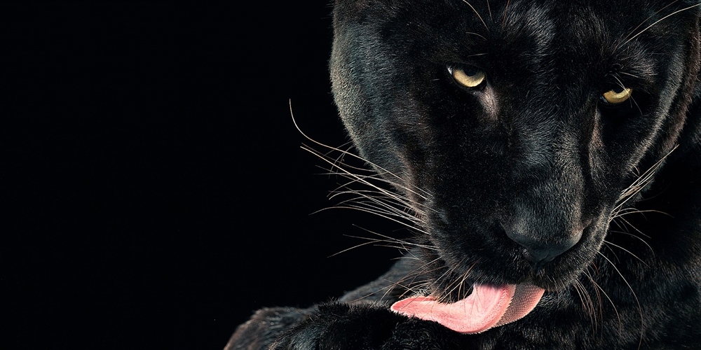 Tim Flach - Puma