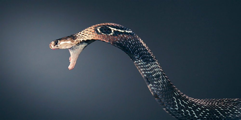 Tim Flach - Snake