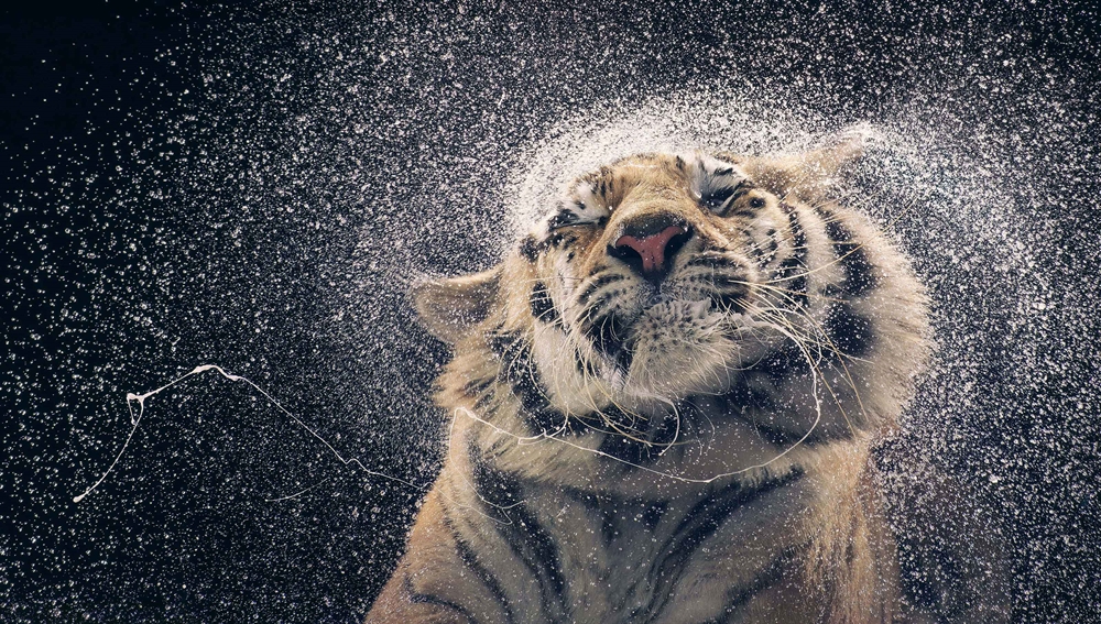 Tim Flach - Tiger After Shower