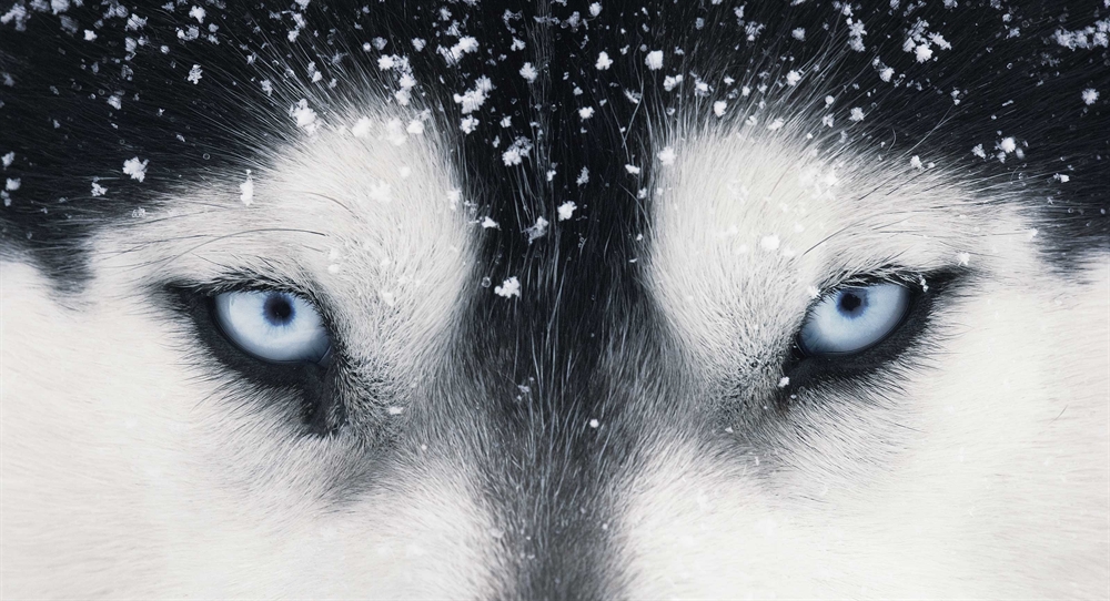Tim Flach - Up Close Scary Wolf Eyes