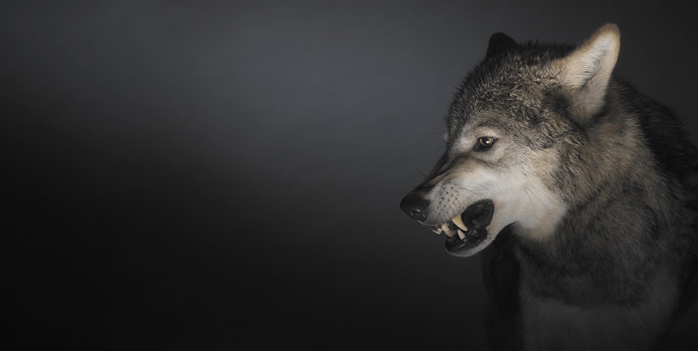 Tim Flach - Wolf