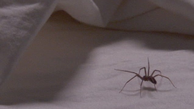 spider