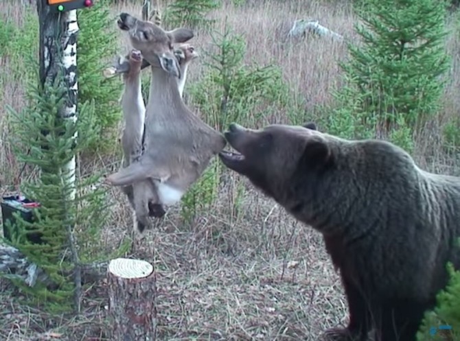 Bear Deactivates Electrified Deer Carcass