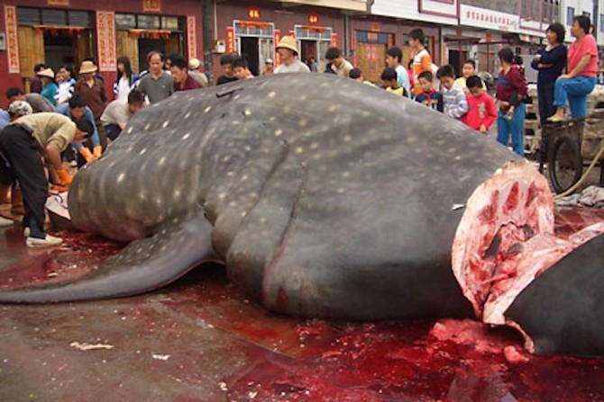 Chopped Up Whale Shark