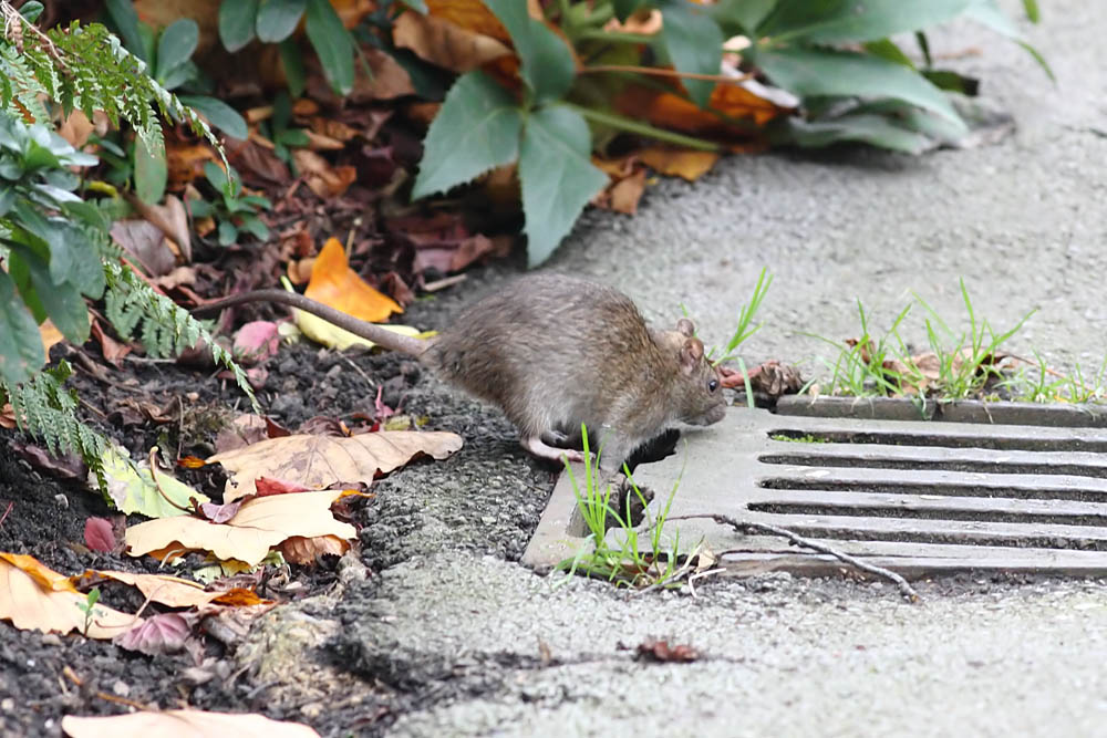London Worst Place To Live - RATS EVERYWHERE 2