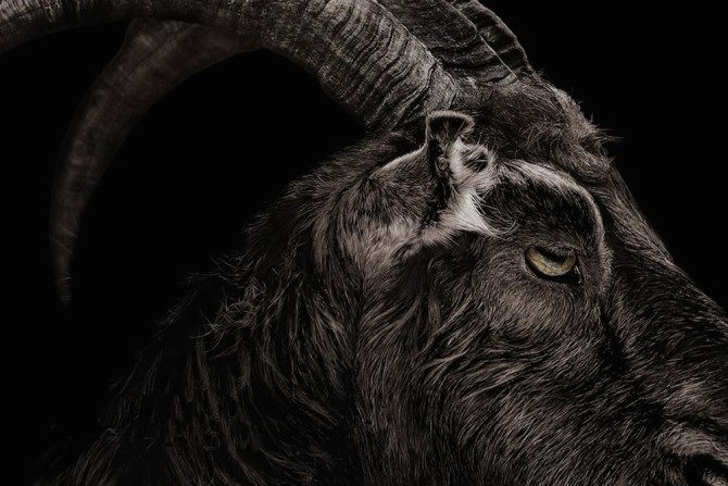 The Vvitch