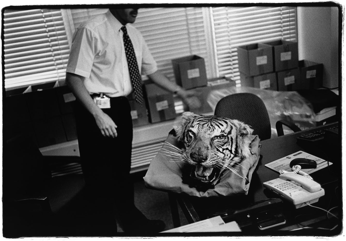 United Kingdom London, England, Great Britain, UK At Scotland Yard's animal protection unit, a police officer displays a tiger's head seized during a raid in London. 2003