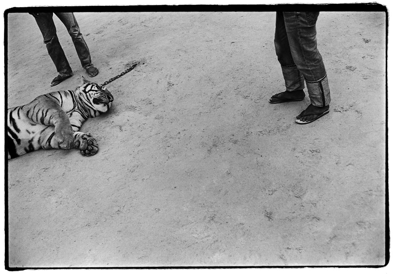 Thailand, Kanchanaburi An adult tiger lies on the ground at the Pha Luang Ta Bua Temple. Also known as the Tiger Temple the head abbot, monks and blue-shirted volunteers have been raising orphaned tigers since 1999 and as a result it has become a popular destination for tourists. 2009