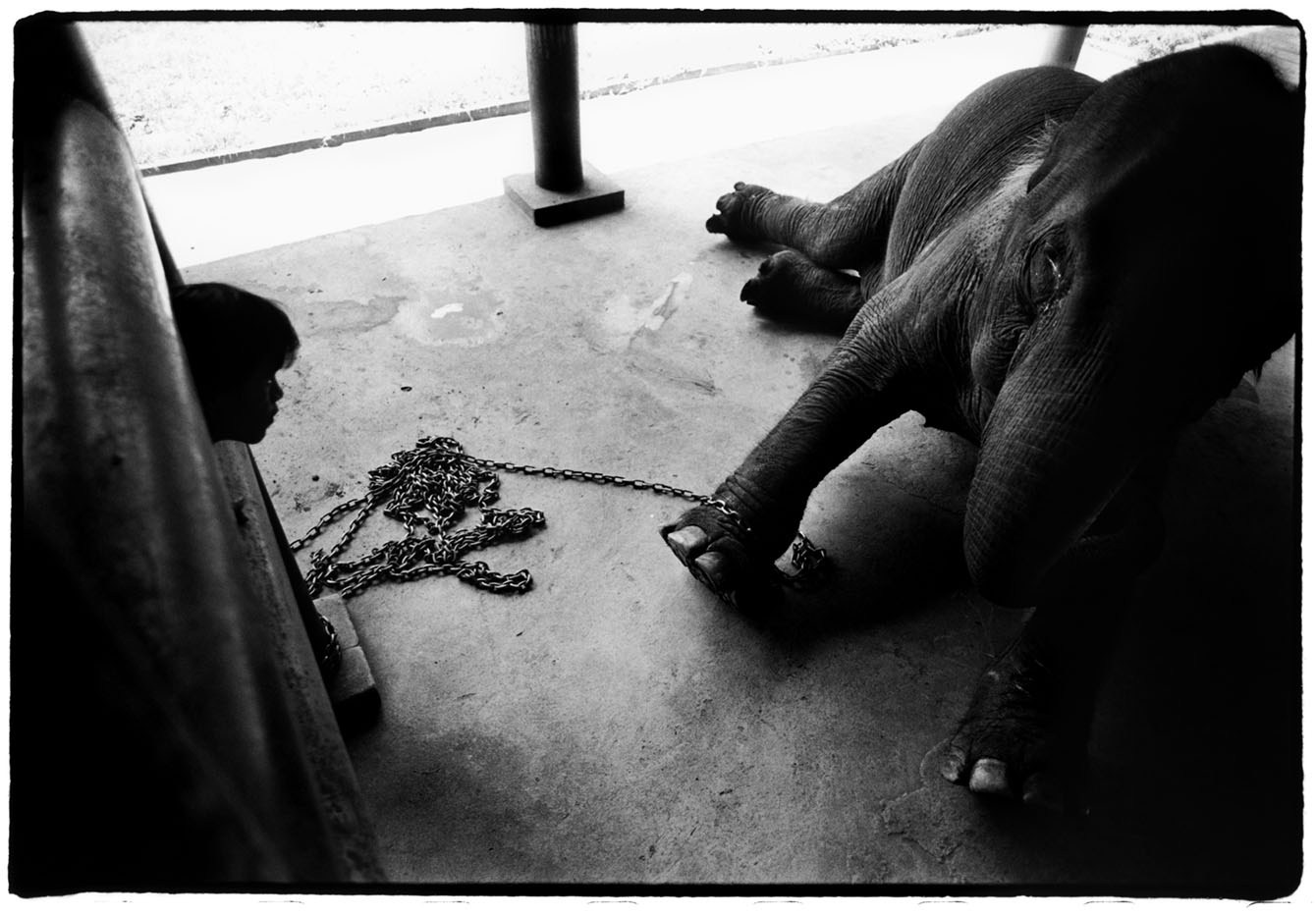 Thailand, Lampang Province A young mahout watches over a dying elephant at the Lampang Elephant Hospital. 2005