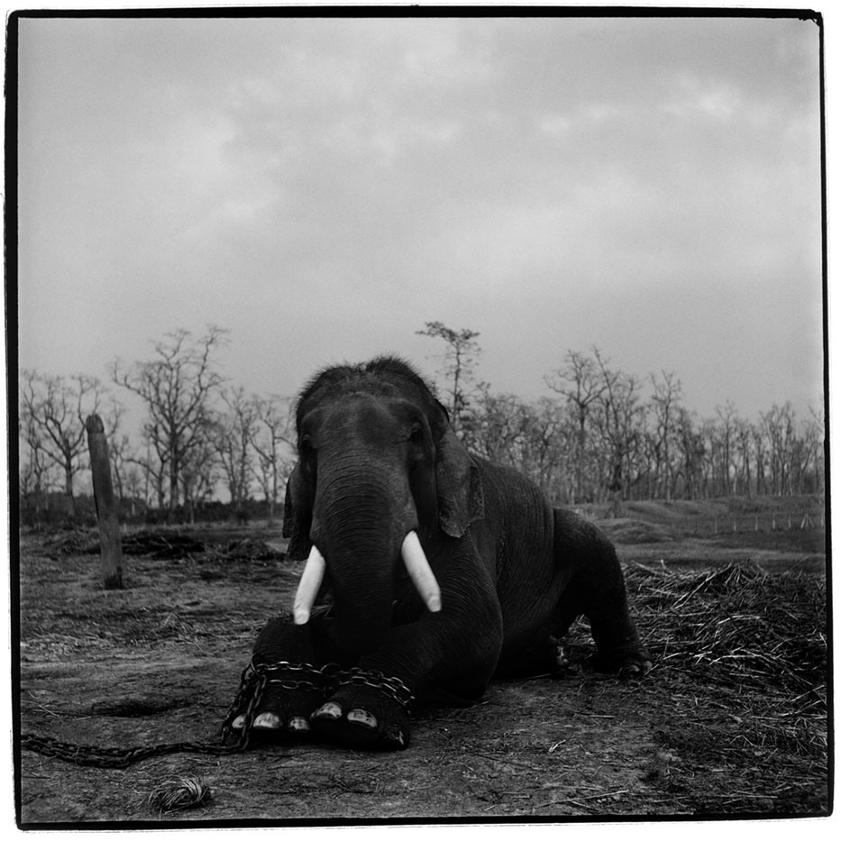 Nepal A large bull elephant in Chitwan National Park sits with its leg chained. The 50 year old beast is restrained as it has killed five mahouts (handlers) in its lifetime. 2002