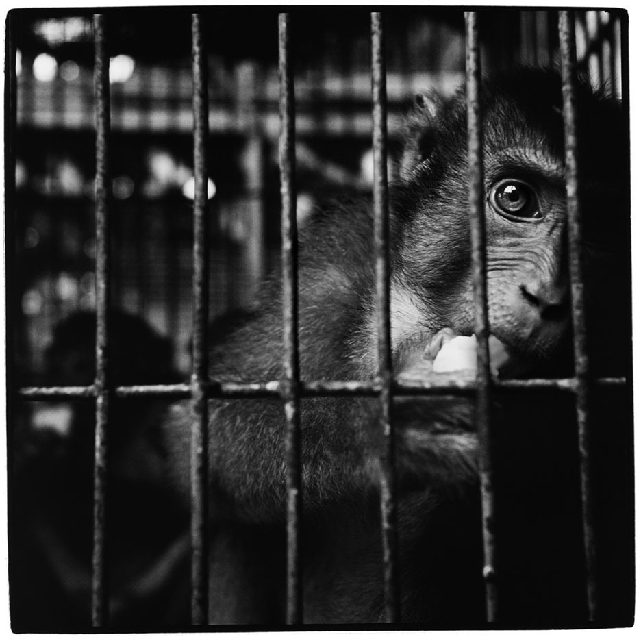 Indonesia, Medan, North SumatraA long-tailed macaque monkey is kept behind the bars of a small cage while on sale at a local market. 2003