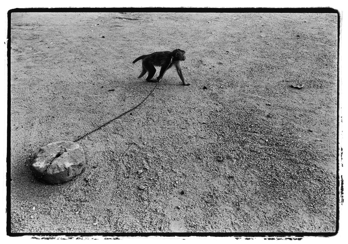 On the banks of the Mekong the in the Combdoain captial of Phnom Penh a short tailed Macaque monkey, is missing a foot because of the trap used to catch it., it's also had all it's teeth pulled out, so toursit can have their photo taken with the monkey for 50 cent USD.