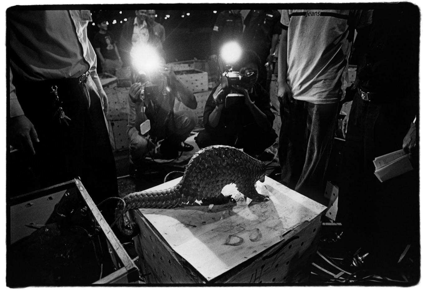 Thailand Bangkok - Journalists are invited to photograph a shipment of pangolins intercepted at Bangkok's international airport as part of a crackdown on trafficking in wild animals. Pangolins are considered a delicacy in parts of Asia and prized for their use in traditional medicine and as an aphrodisiac. 2003