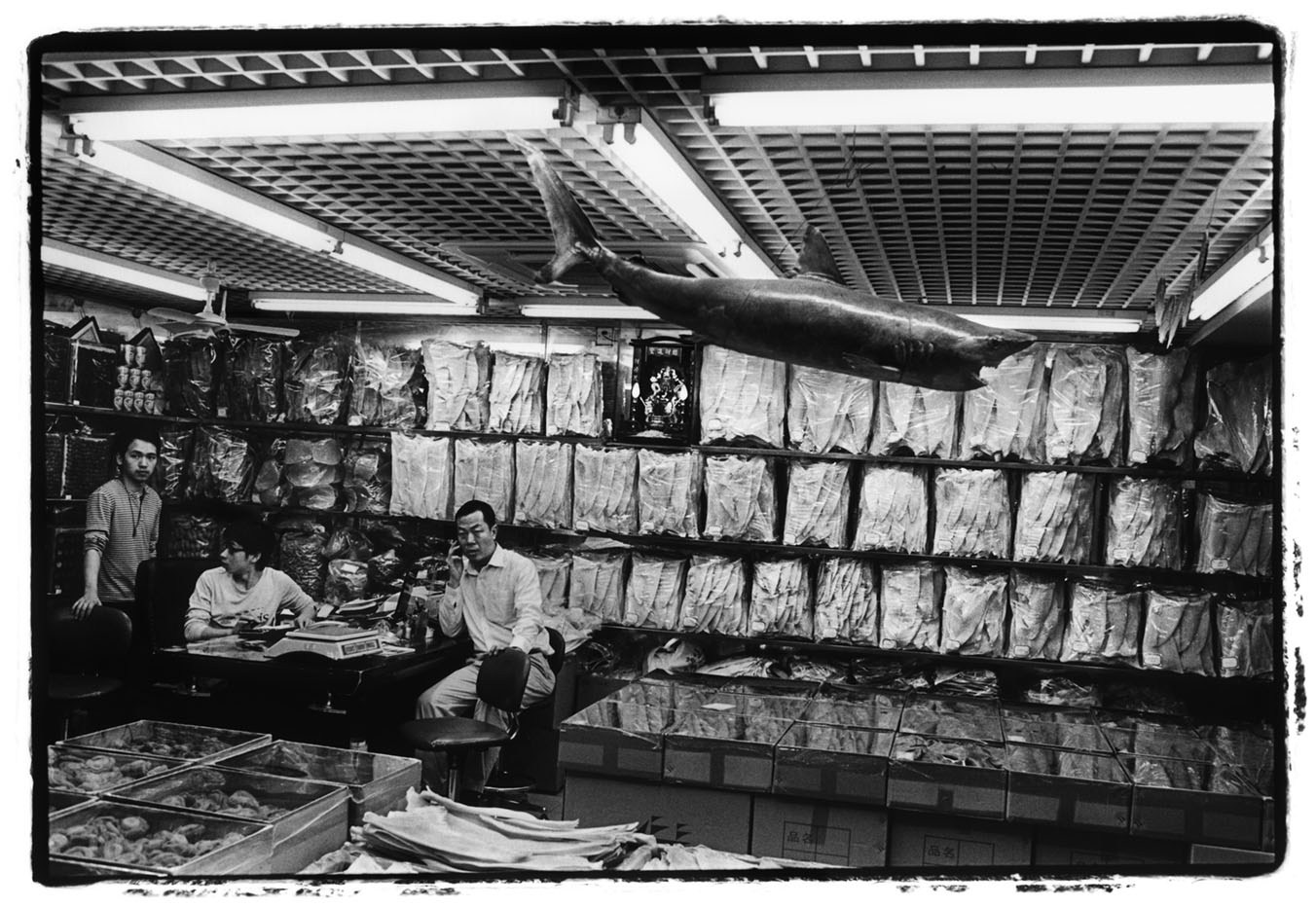 shop selling shark fins in the dried food market in Guangzhou, China. © Patrick Brown - Panos Pictures.