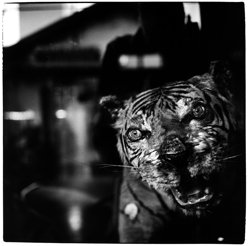 Vietnam Phan Thiet A stuffed tiger on display in a Chinese medicine shop in the coastal town of Phan Thiet. 2007