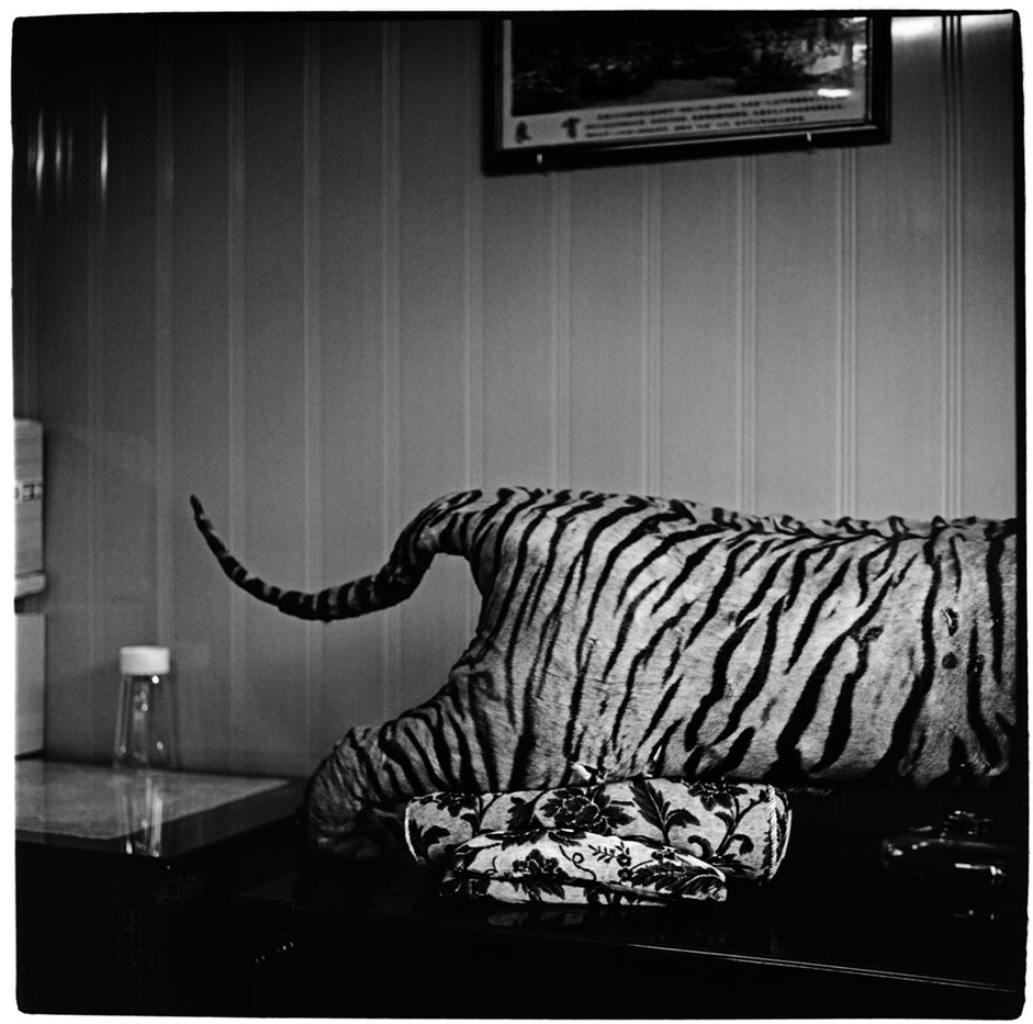 Vietnam, Phan ThietA stuffed tiger on display in a Chinese medicine shop in the coastal town of Phan Thiet. 2007