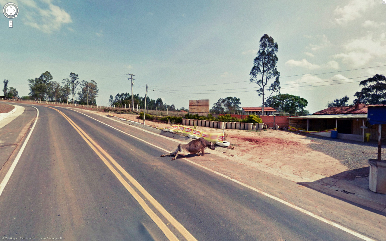 Weird Google Street View - Dying Cow