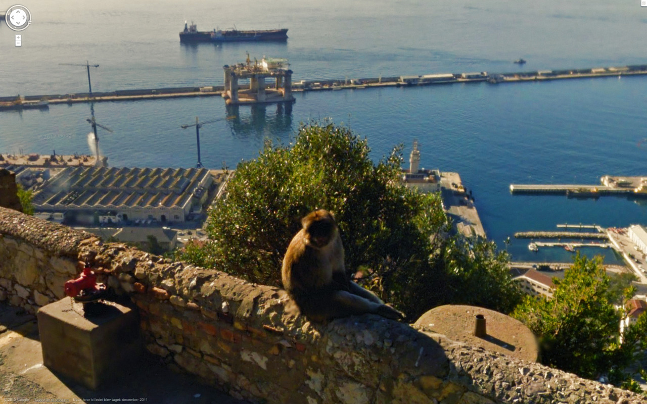 Weird Google Street View - Monkey Chilling