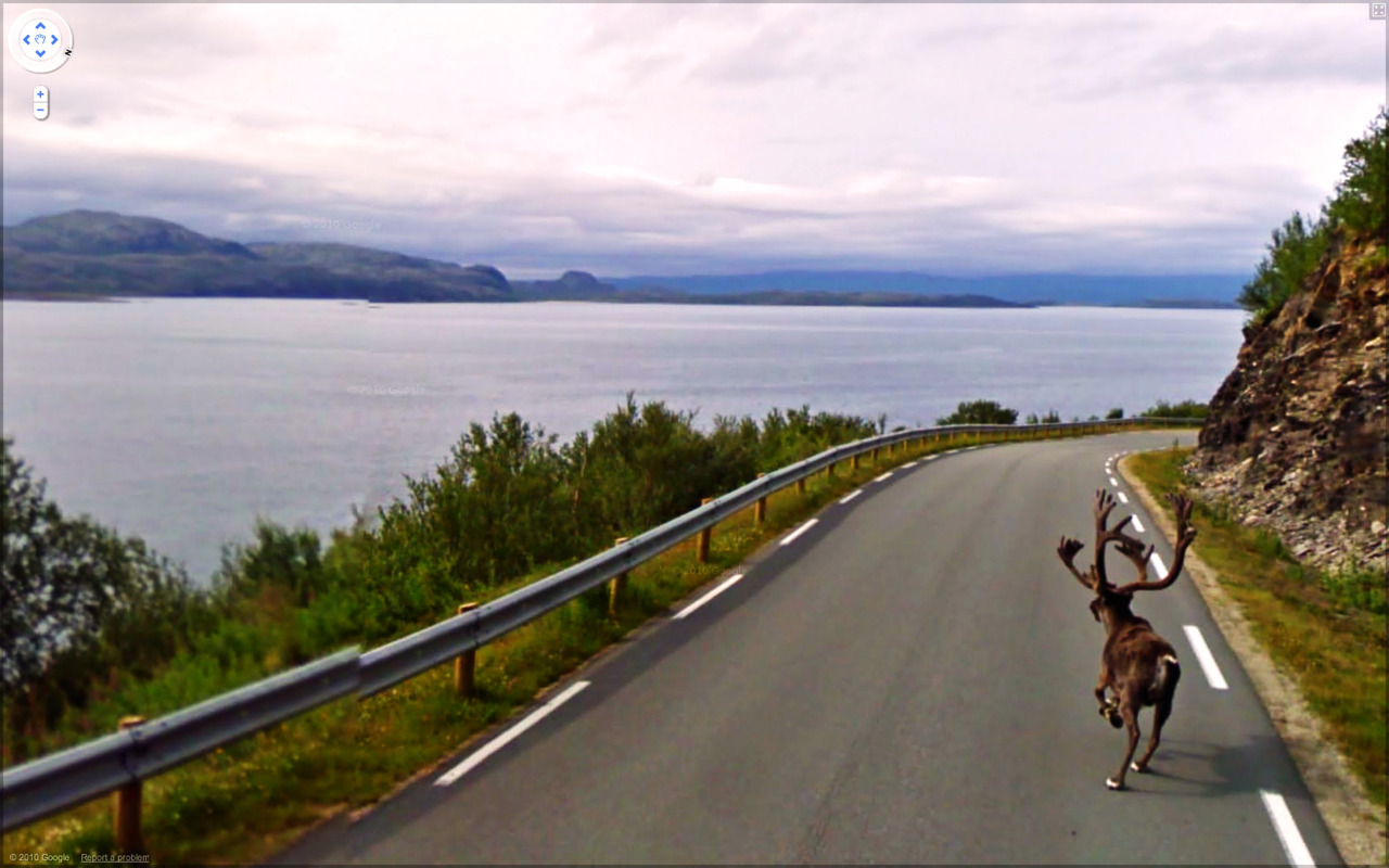 Weird Google Street View - Moose On The Run
