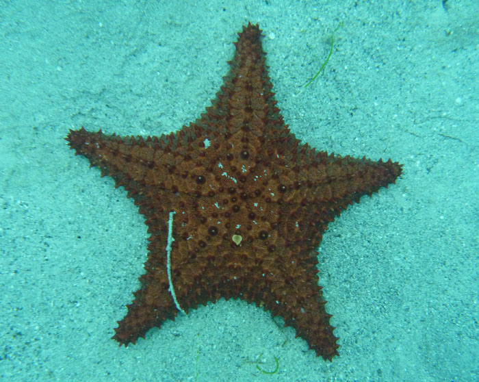 starfish