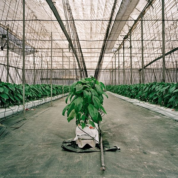 Almeria Hothouse Immigrants - Inside Greenhouse 2