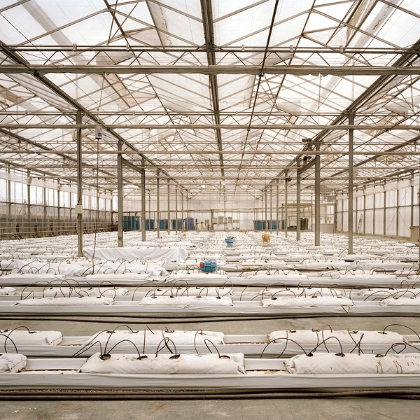 Almeria Hothouse Immigrants - Inside Greenhouse