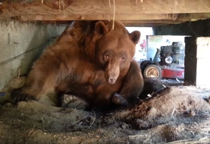 Bear Underneath House