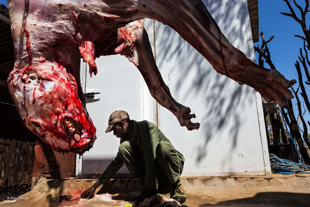Brent Stirton - Bred To Be Killed
