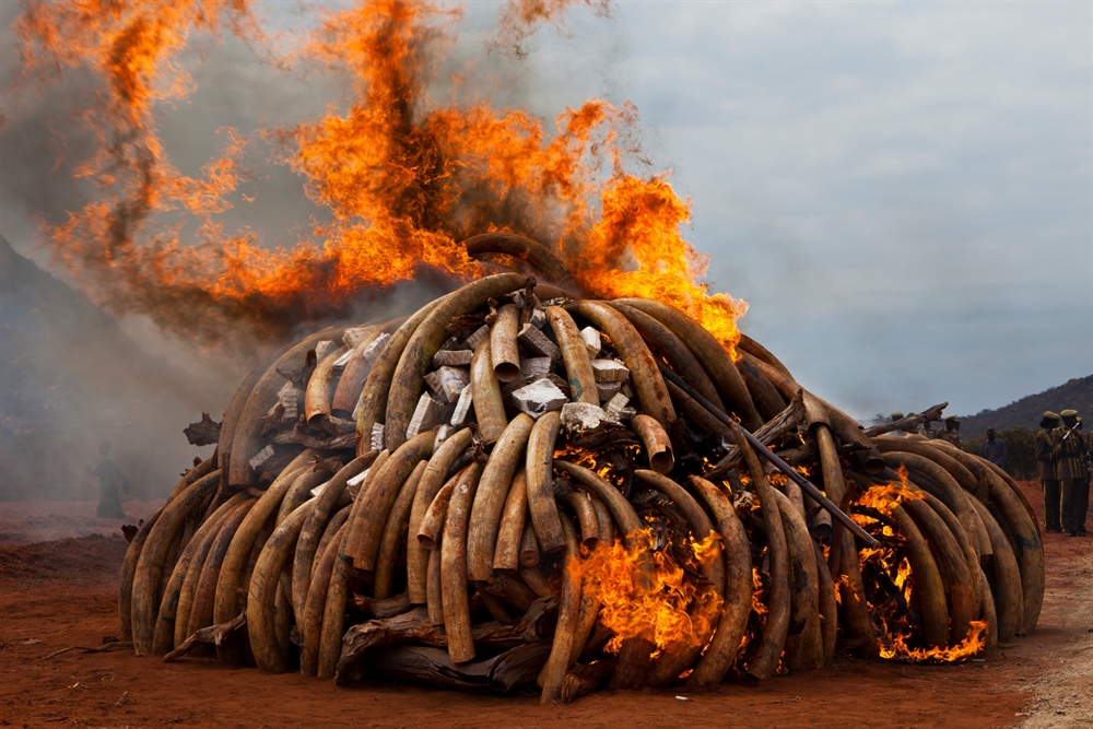 Brent Stirton - Gods Ivory