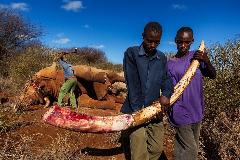 Brent Stirton - Stopping Poachers