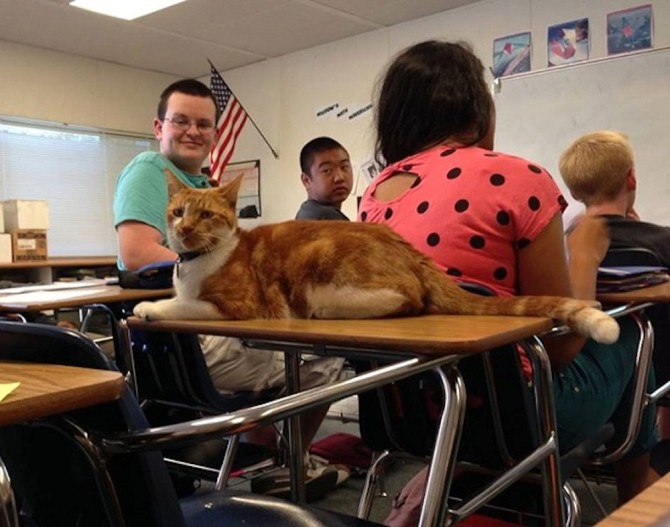 Bubba The Cat School