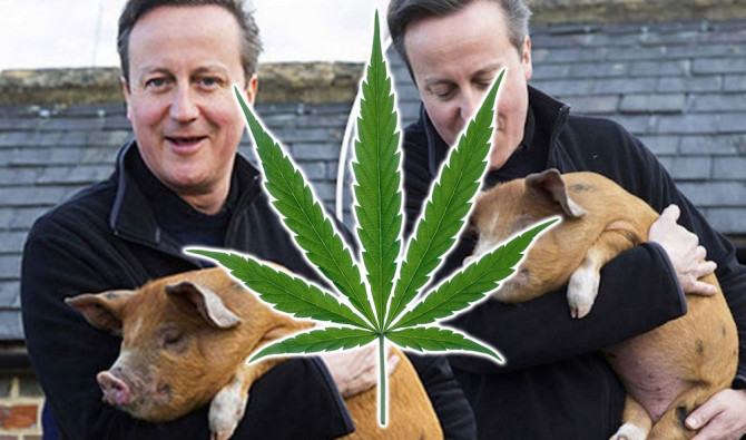 David Cameron Pig Weed