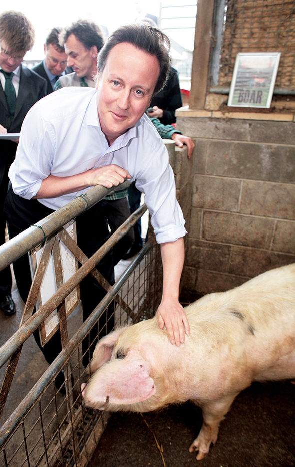 David Cameron Pig