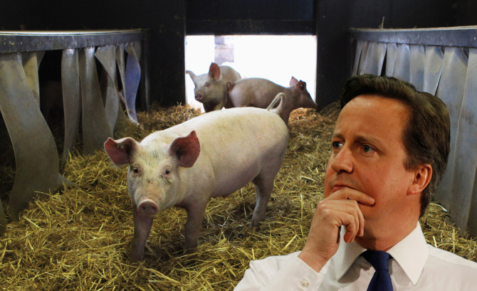 David Cameron Pig
